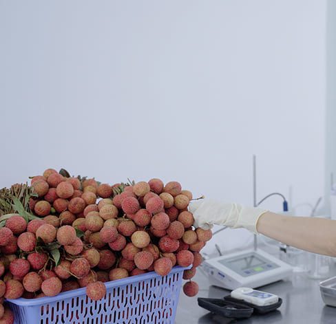 فحص الليتشي الطازج ووزنه في مختبر الجودة لدى RITA